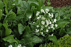 Meerrettich (Armoracia rusticana G. Gaertn., B. Mey. et Scherb.), Foto Claudia Rühle