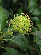 Blühender Efeu, Hedera helix (Foto: Claudia Rühle)