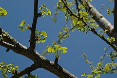 Gingko-Baum (Foto: Claudia Rühle)