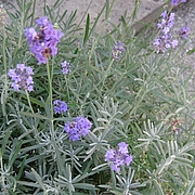 Lavendel