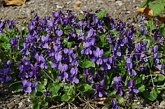 Märzveilchen (Viola odorata L.), Foto Claudia Rühle