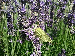 Lavendel (Lavandula angustifolia Mill.)